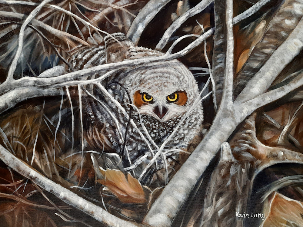 Fledgling In The Forest Art | Kevin Lang Fine Art