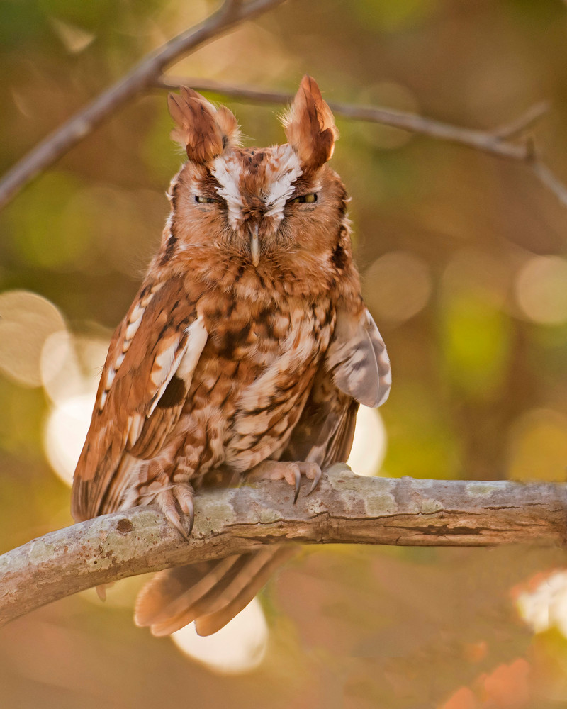 Screech owl sleepy bird-or-prey