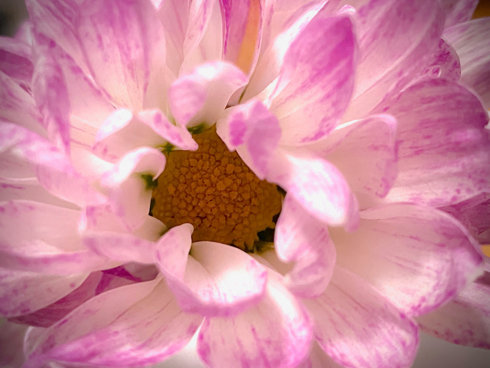 Pink Dahlia Photography Art | Kathleen Messmer Photography