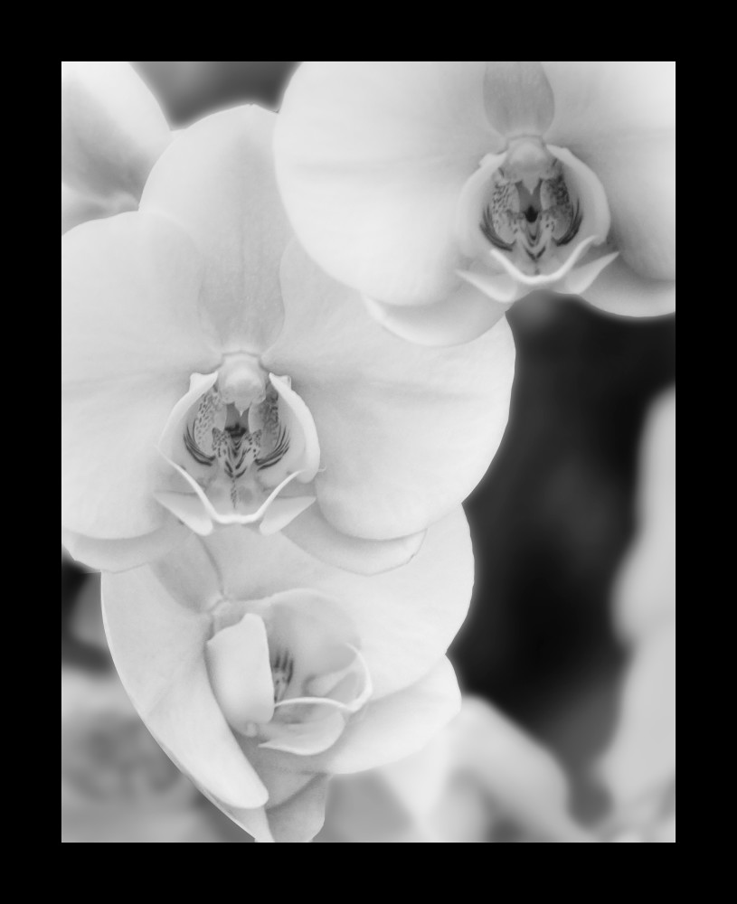 Orchid P Bw Photography Art | Coast and Clouds