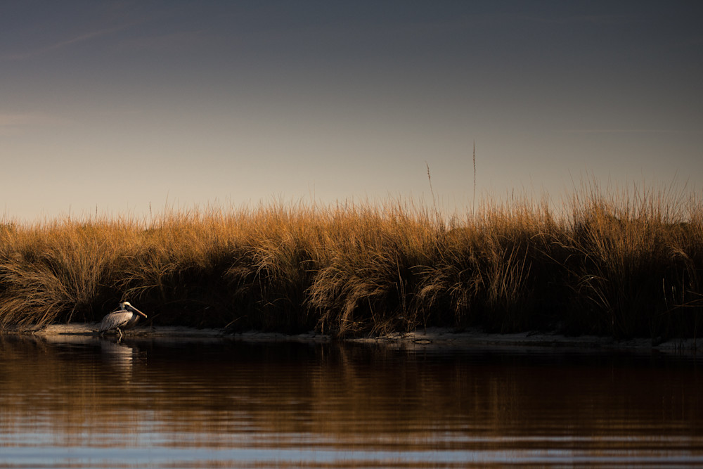 Brown Pelican Sunrise Art | Modus Photography