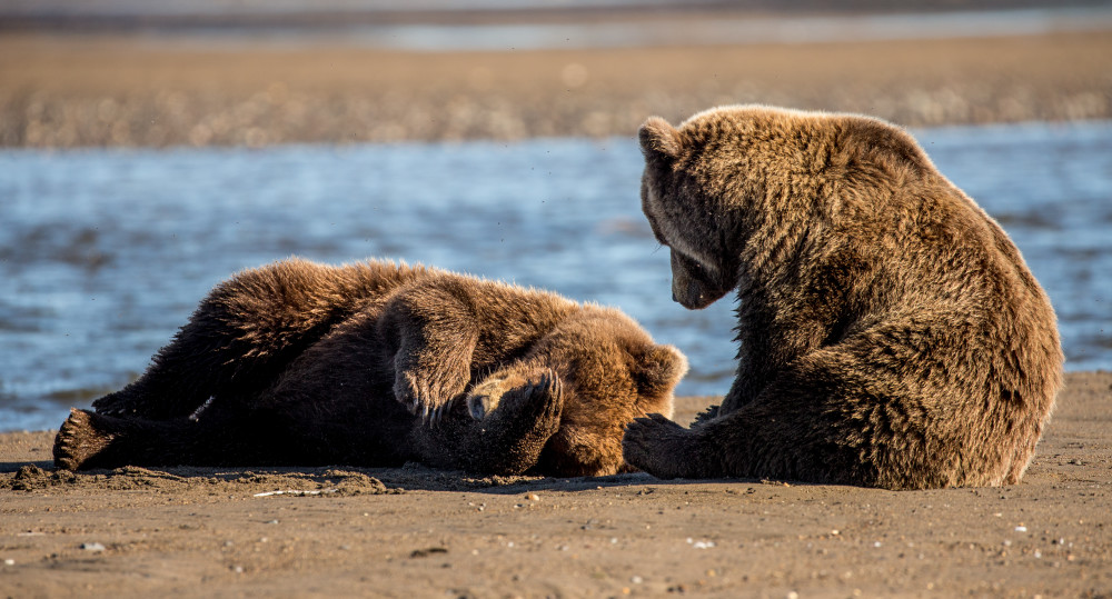 Alaskan Brown Bear Cubs on The Beach Wall Art