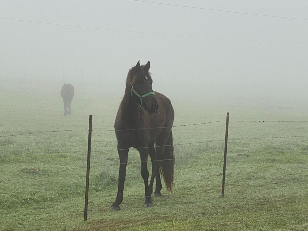 Robin Junker Sturgis - photography - nature - farm - fog - horses - Griffin - Foggy Morning 2