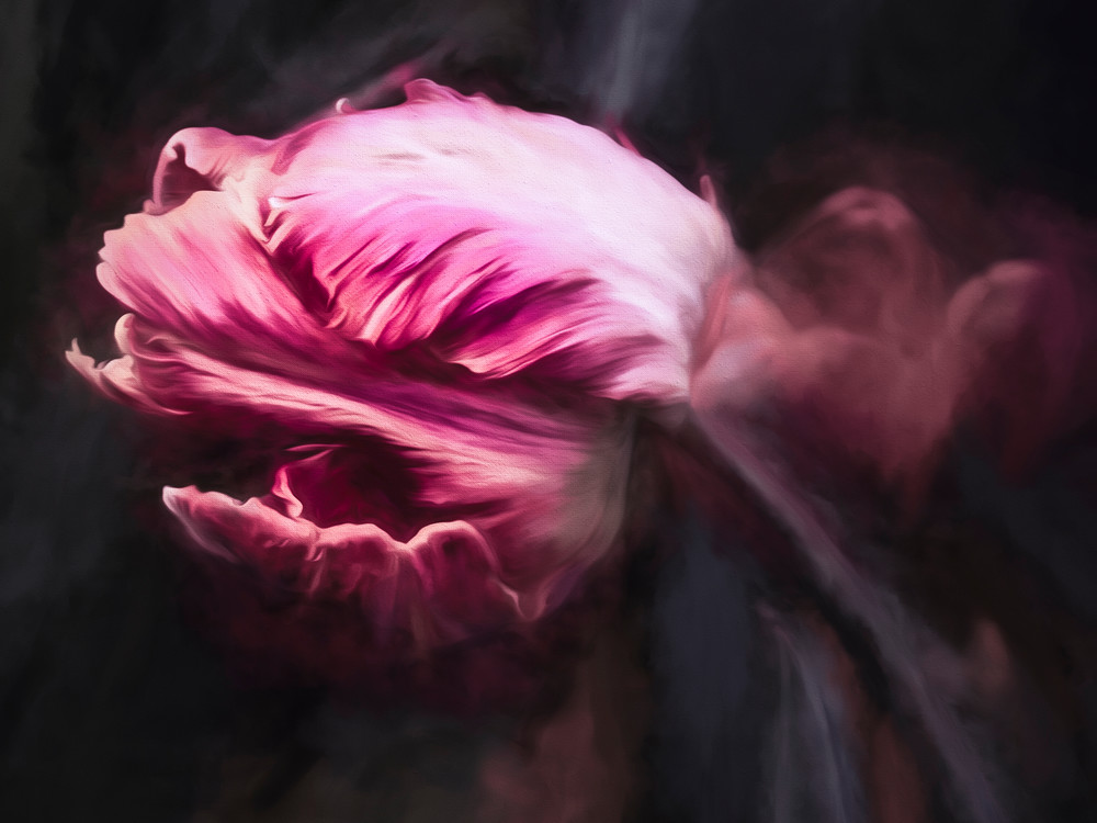 Rosey Rembrandt Tulip