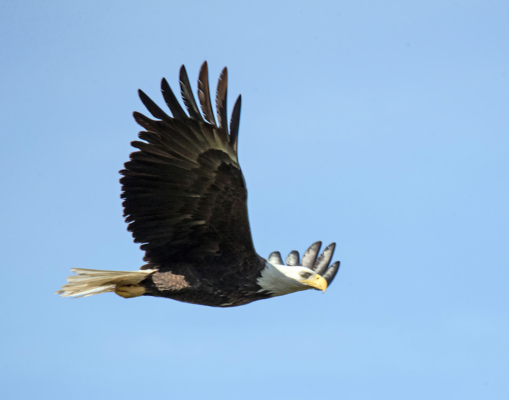 Eagle soaring