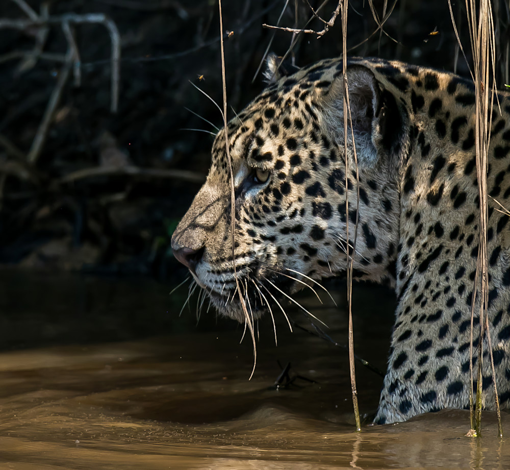 Jaju the jaguar