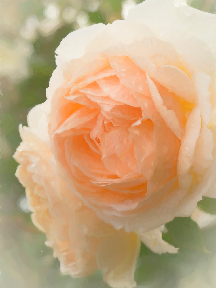Rain Drenched Peach Roses #1