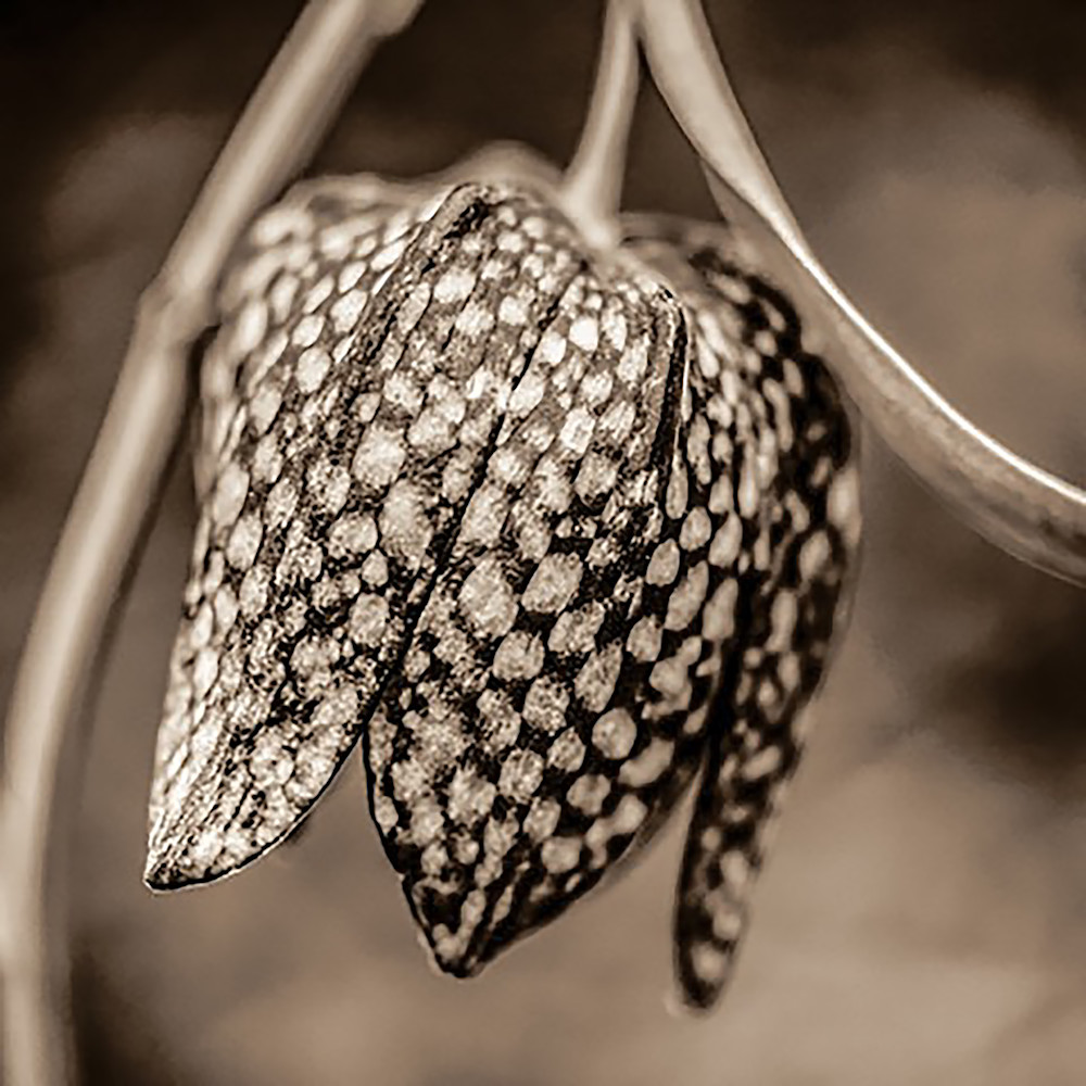 Fritillaria Sepia