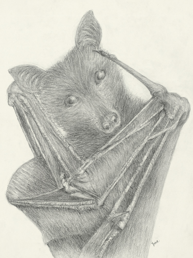'flying Fox' Largest Bat Species Photography Art | Nature's Art Productions 