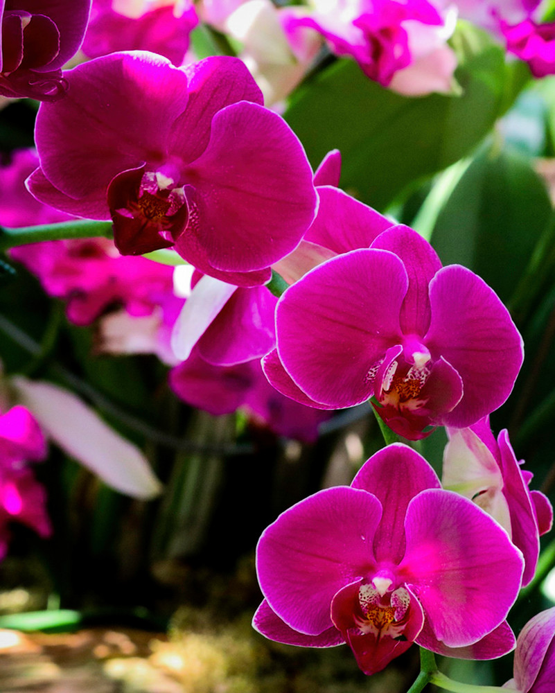 Deep Pink Orchid Art | Gary Gallery & Gifts, LLC