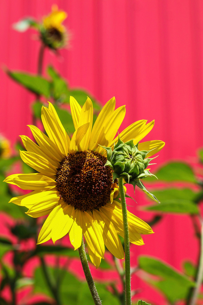 Burst Of Sunflower Art | Gary Gallery & Gifts, LLC