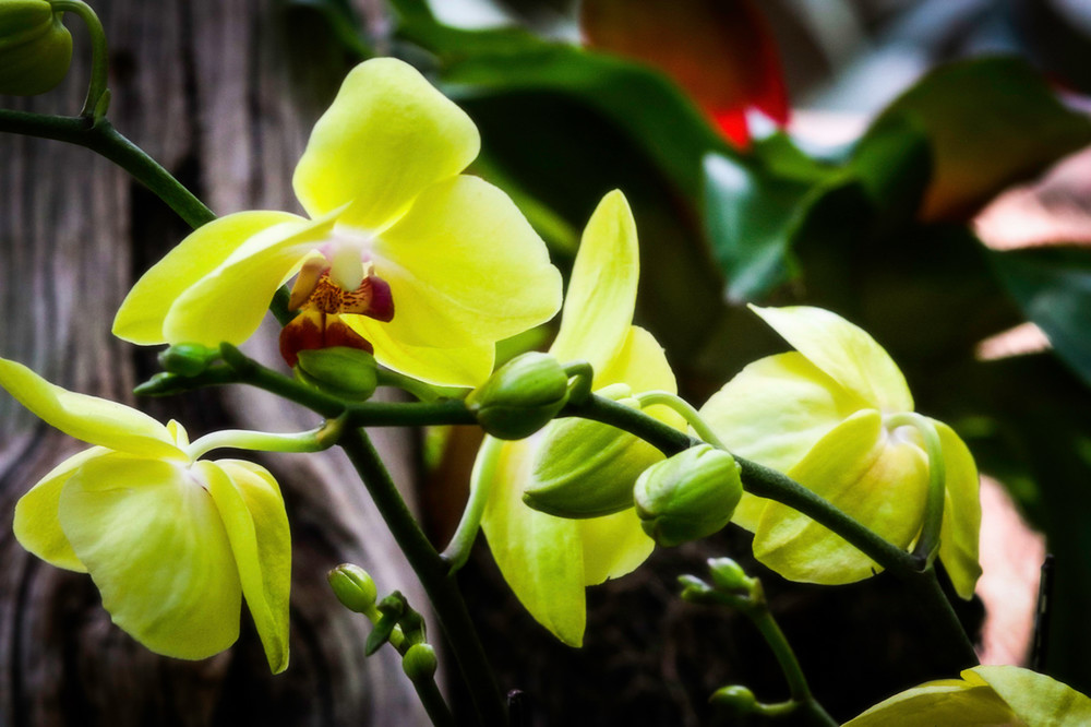 Yellow Orchid Art | Gary Gallery & Gifts, LLC
