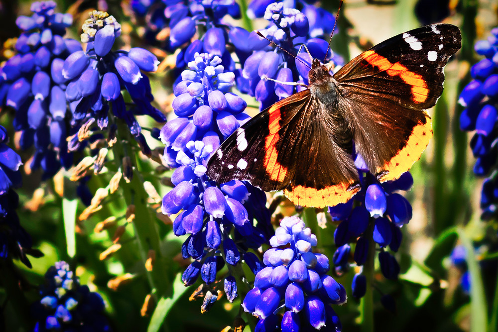 Grape Butterfly Art | Gary Gallery & Gifts, LLC