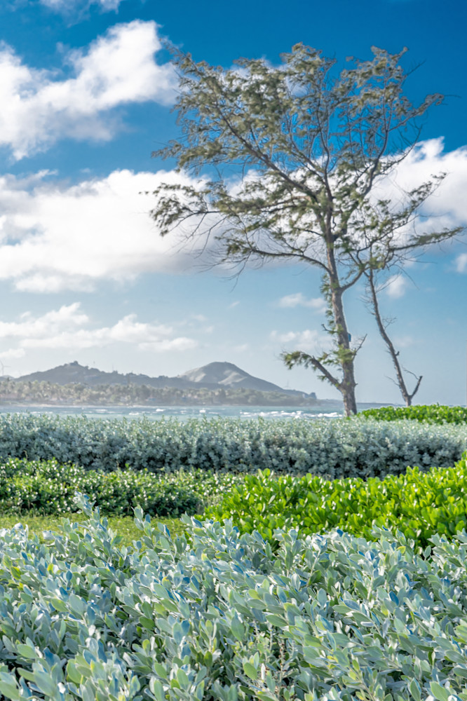 Tropical Visions Photography Art | kramkranphoto