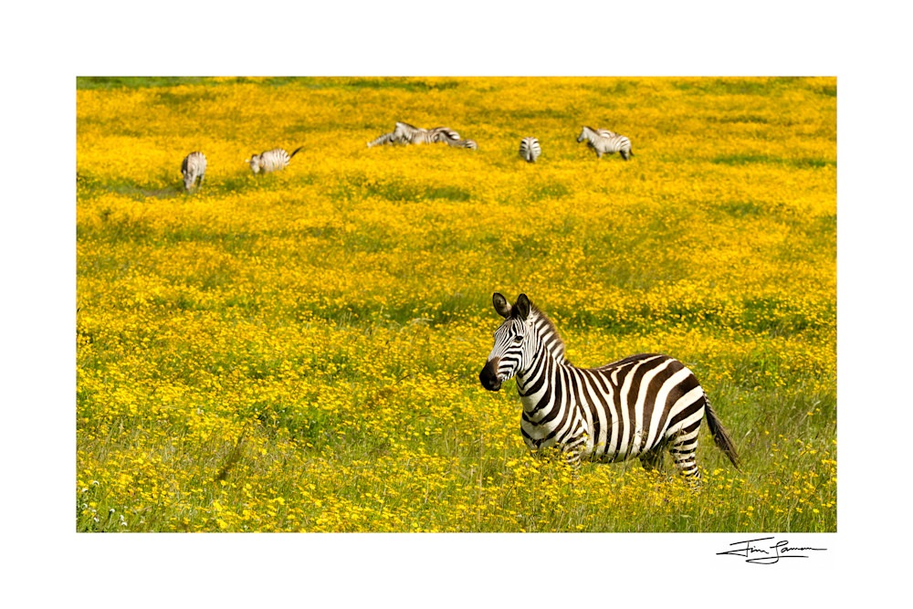 Zebra Amid Wildflowers 1 Photography Art | Tim Laman Photography
