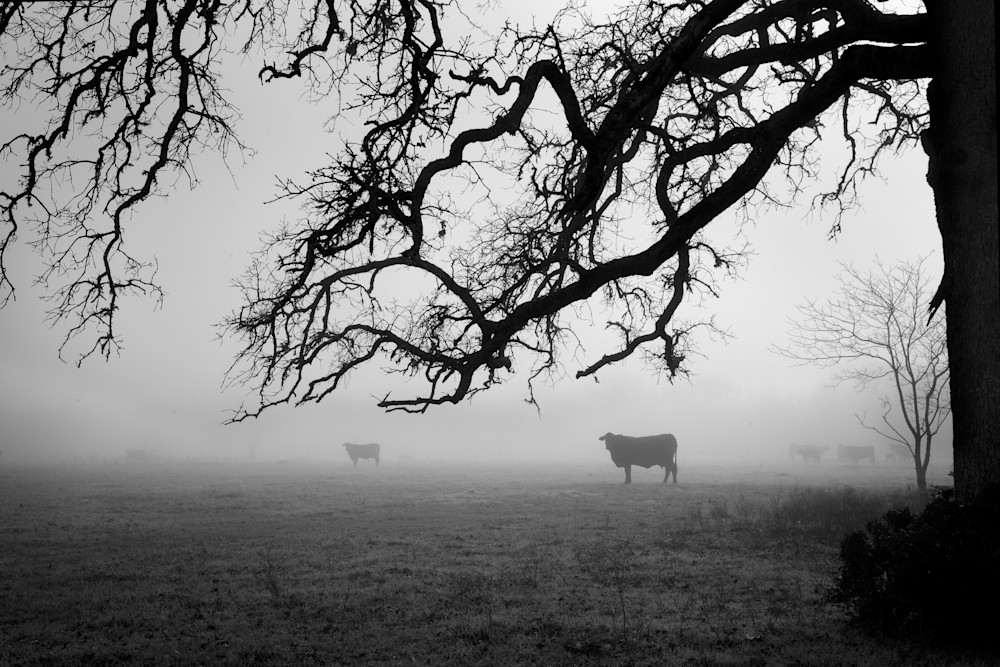 Neighbors, Near Snook, Texas Photography Art | Rick Gardner Photography