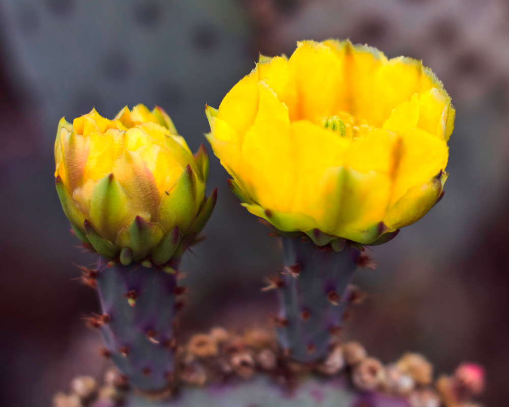 Cactus Blooms Photography Art | Dawn Holm Photography