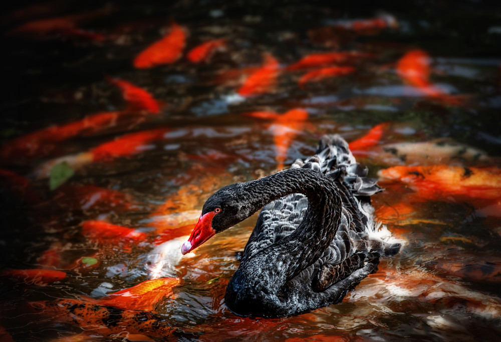 Black Swan, Crimson Carp Art | Karen Hutton Fine Art