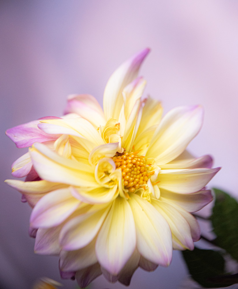 'curly Imperfection' Photography Art | brubakerfineartphotography