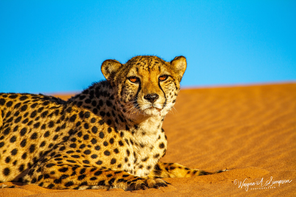 Cheetah Photography Art | waynesimpson