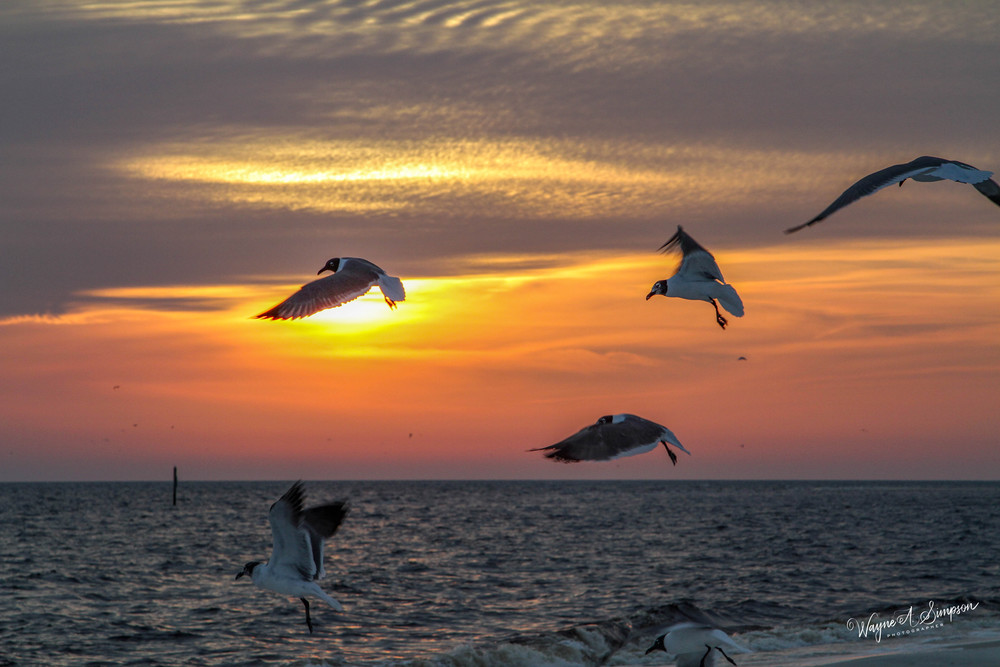 Sunset Birds Photography Art | waynesimpson