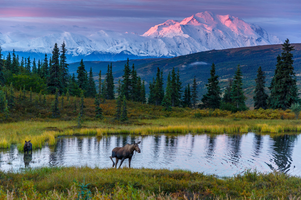 Cow moose and calf in pond with Denali in background at sunrise in Denali National Park ----  During Amazing Views Into the Wild photo tour and workshop  August 2017  Thomas Bruelmann

Photo by Jeff Schultz/SchultzPhoto.com  (C) 2017  ALL RIGHTS R