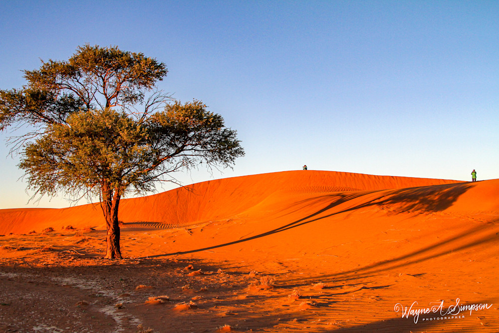 Namibia Red Dune Lone Tree Photography Art | waynesimpson