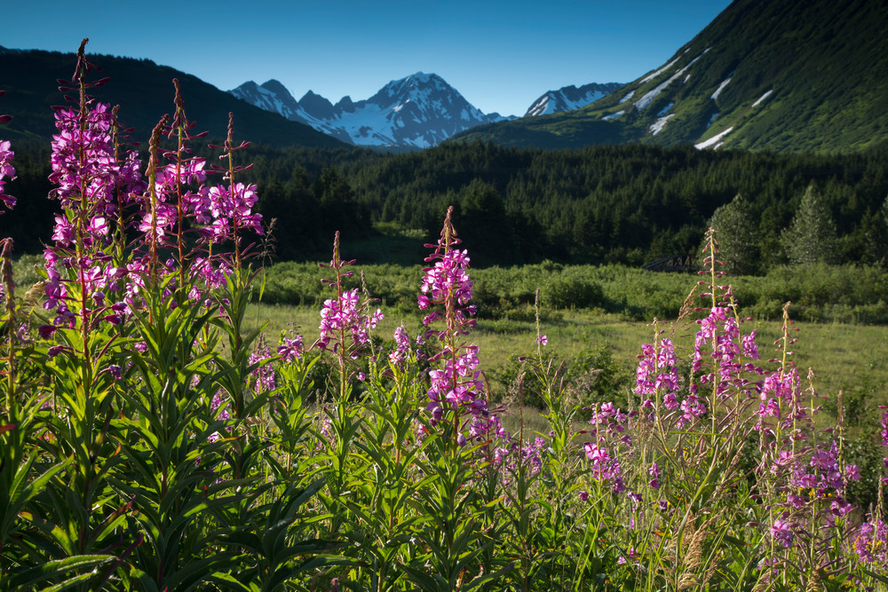 Summer landscape of fireweed inTurnagain Pass with Kenai  Mountains in background. Chugach National Forest   Summer  Southcentral, Alaska 2016

Photo by Jeff Schultz/SchultzPhoto.com  (C) 2016  ALL RIGHTS RESVERVED