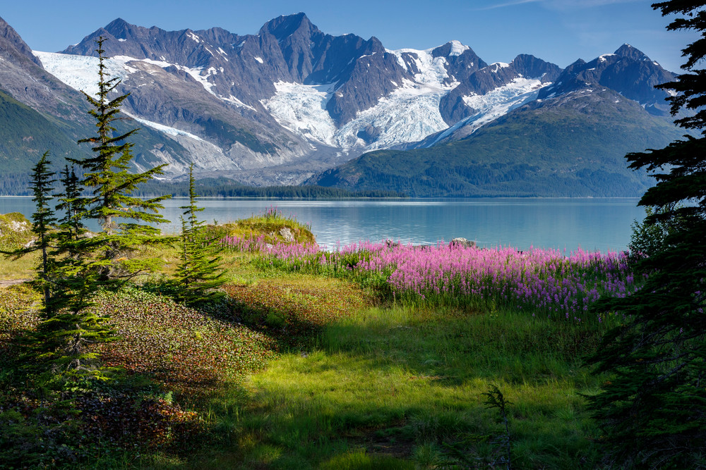 Summer landscape of Fireweed, trees and hanging glaciers in Harriman Fjord of Prince William Sound. Southcentral, Alaska

Photo by Jeff Schultz/  (C) 2019  ALL RIGHTS RESERVED