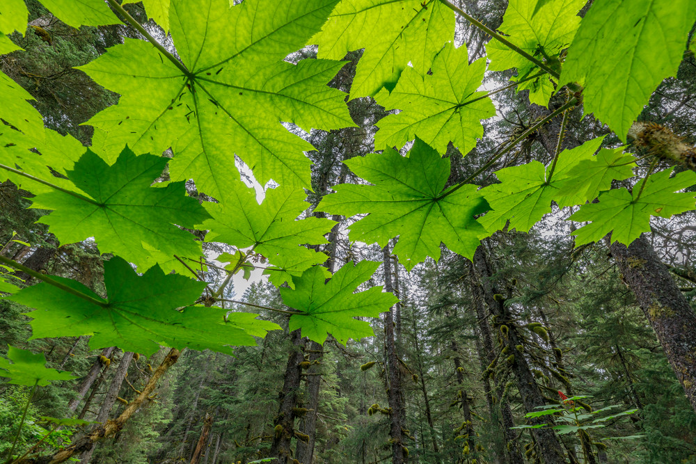 Summer landscape of backlit devils club leaves in Forest on Kenai Penninsula, Summer, Alaska   

Photo by Jeff Schultz/  (C) 2019  ALL RIGHTS RESERVED