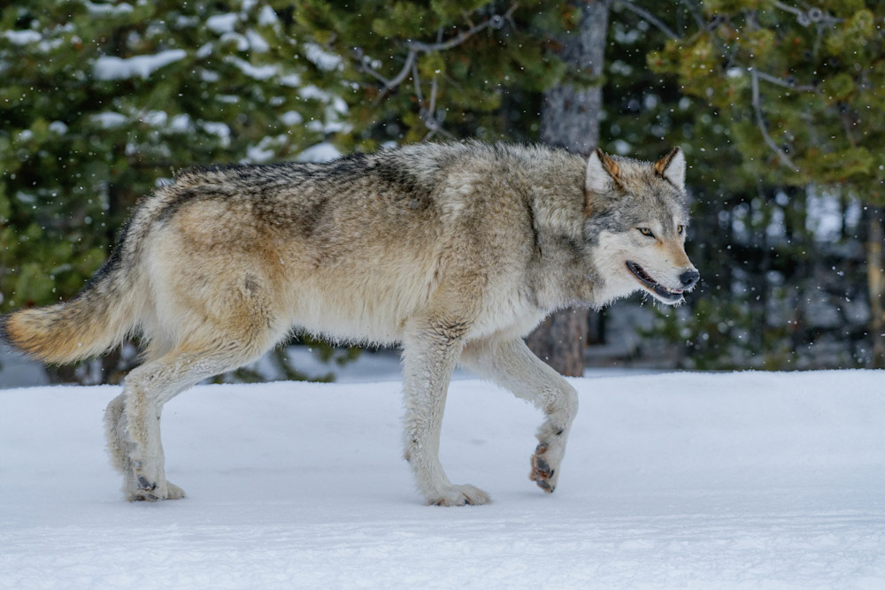 On a Mission (Grey Wolf)