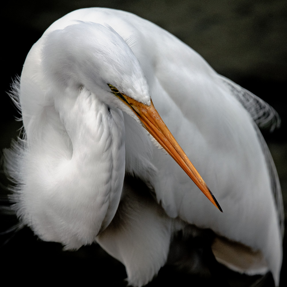 Great Egret "Beacon" (Port A Squared Collection) Photography Art | J. Morris 683 Photography