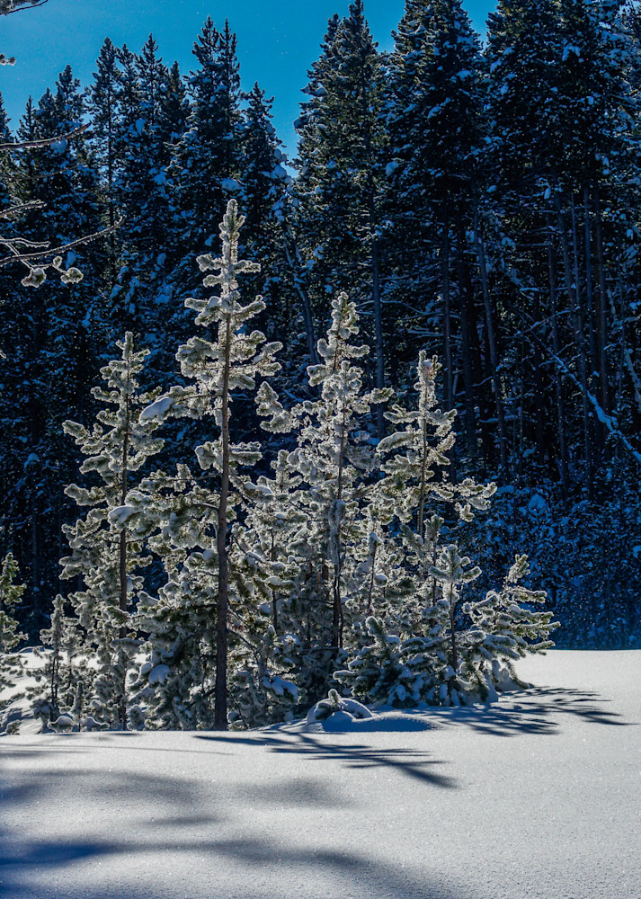 Backlit Pines Art | Open Range Images