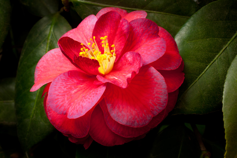 Red Camellia Photography Art | Rick Gardner Photography