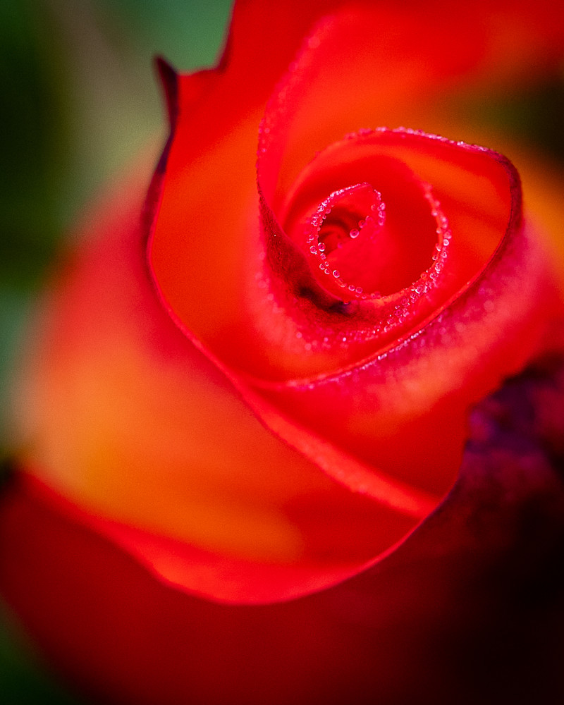 Raindrops On Red Rose Photography Art | Teri K. Miller Photography