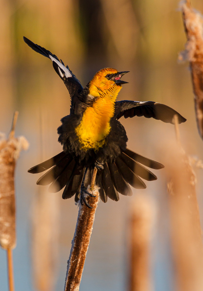 Yellow headed blackbird, Cherry River, Bozeman, Montana