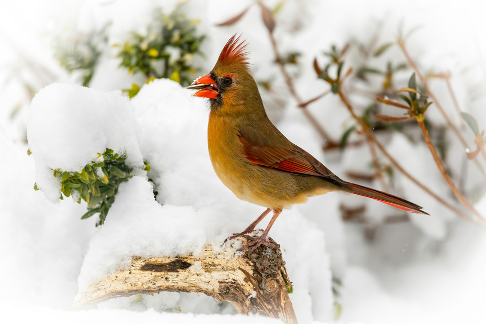 Female Cardinal in Snow with Nut