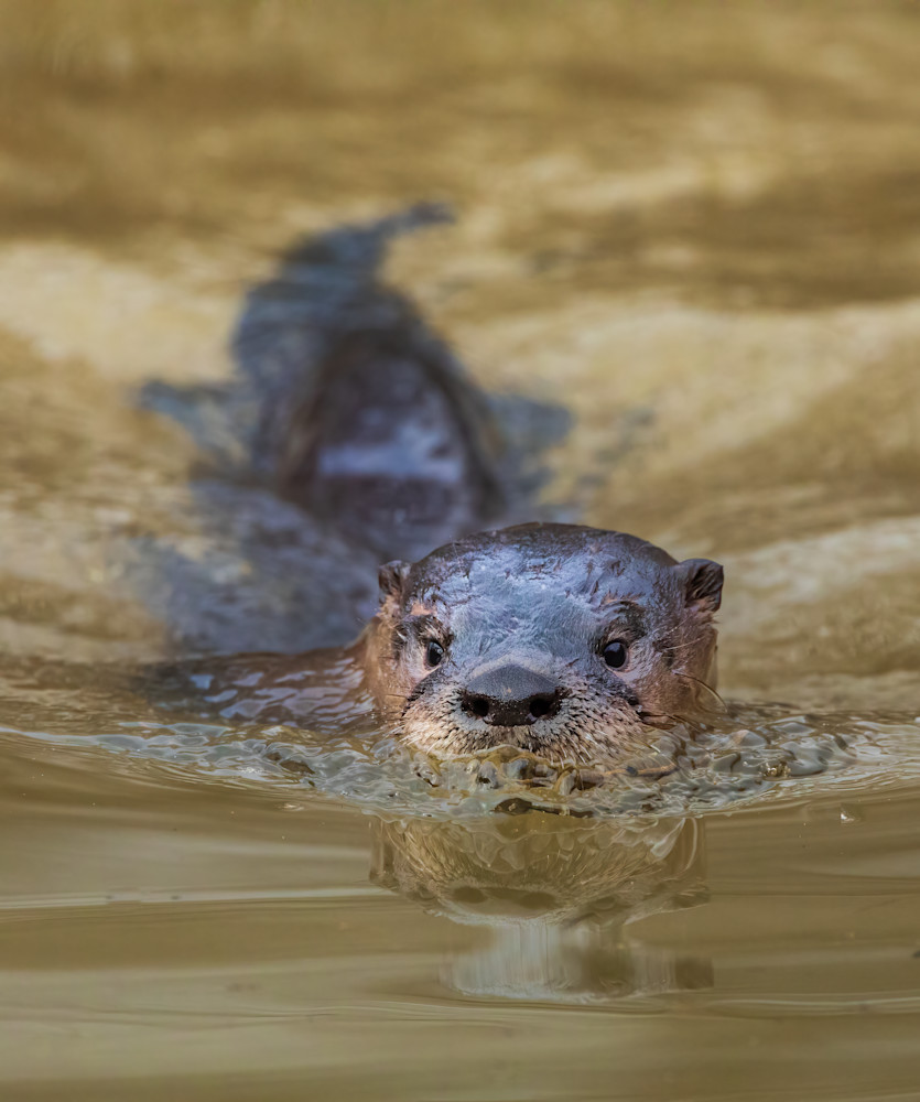 River Otter Swimming at Golden Hour