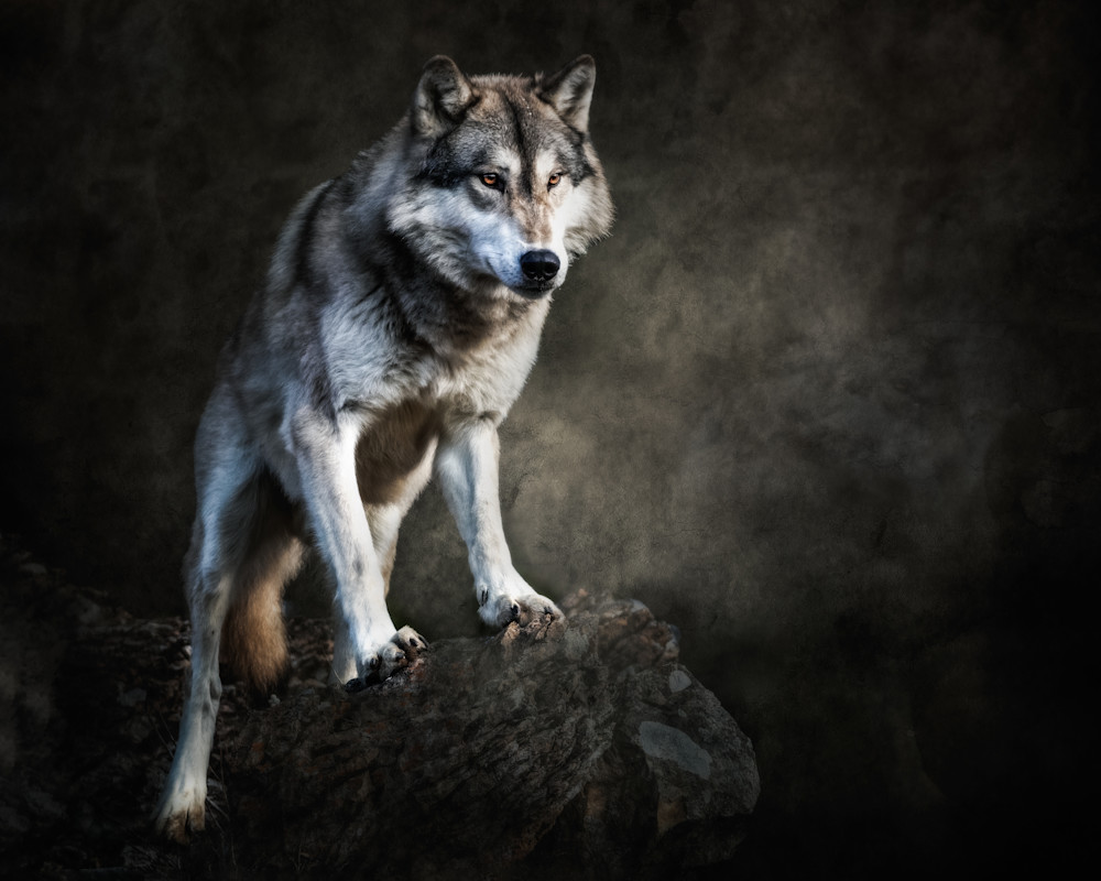Wolf on Boulder with Textured Background