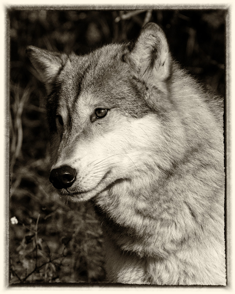 Tundra Wolf Portrait