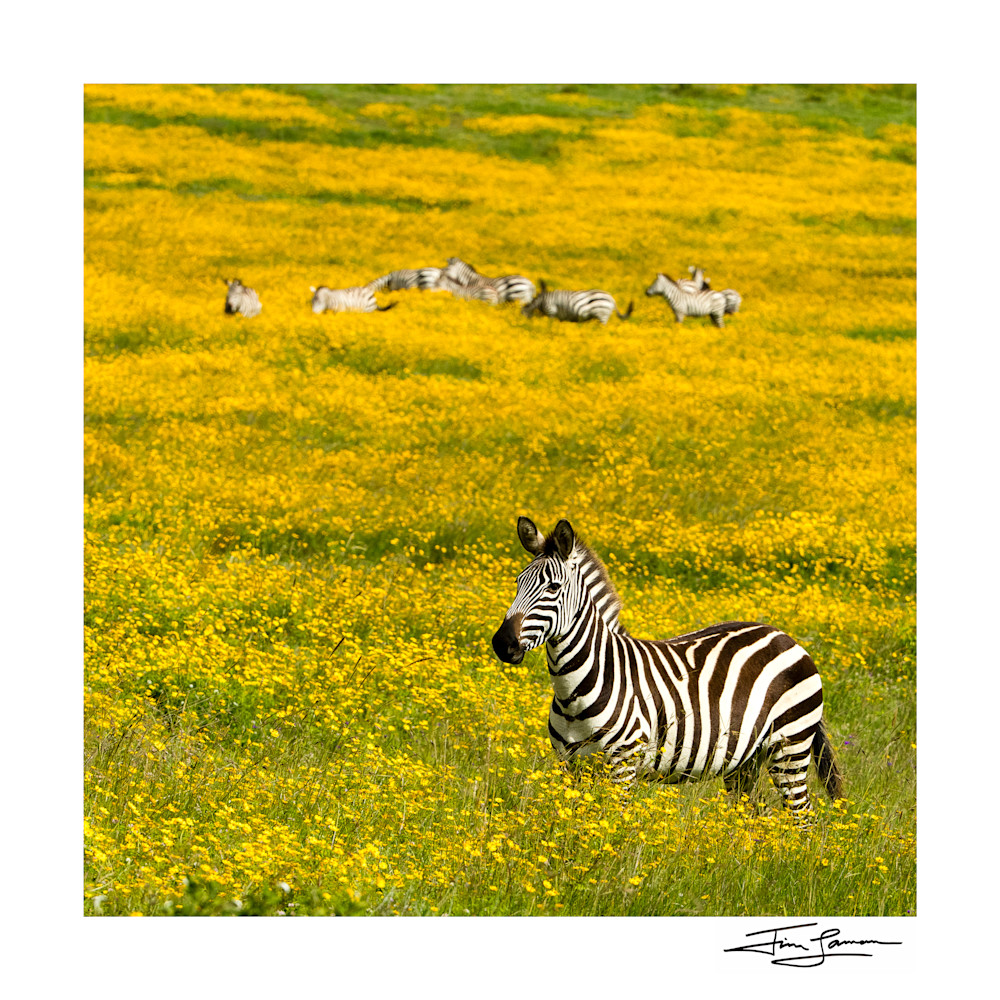 Zebra in a field of yellow flowers.