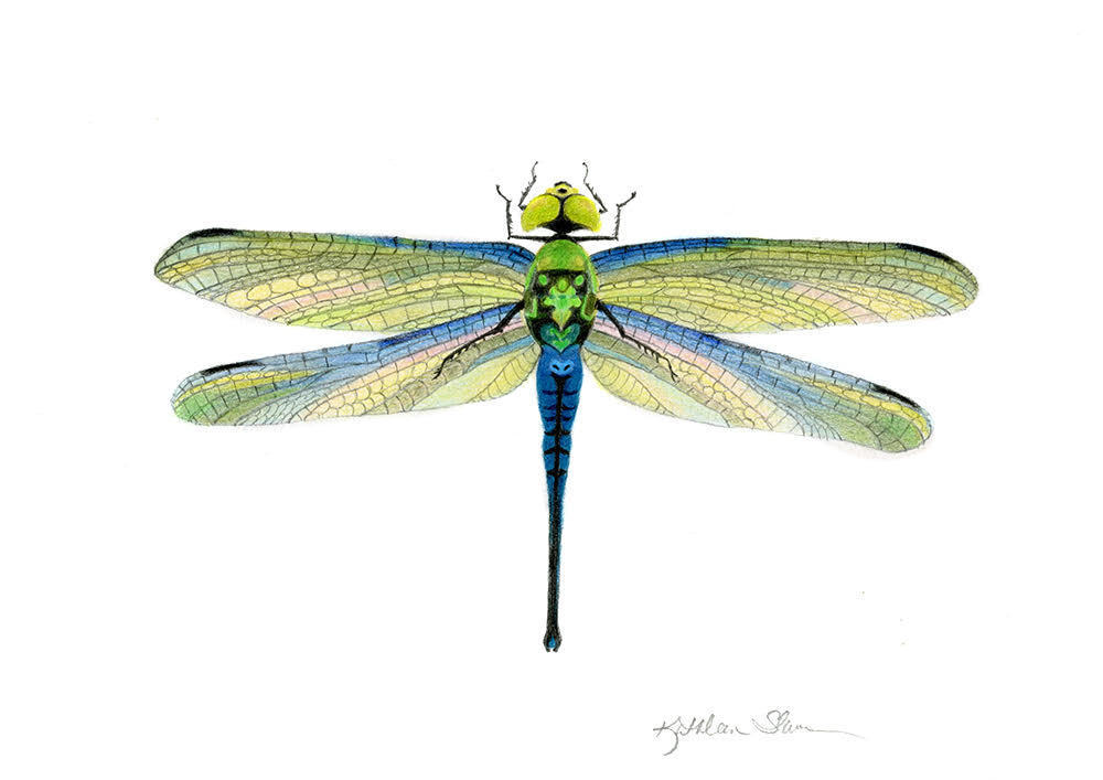 Imagined Dragonfly Art | Kathleen Slaven Art