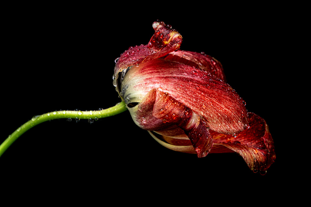 Tom Weager Photography - Red Tulip after rainfall