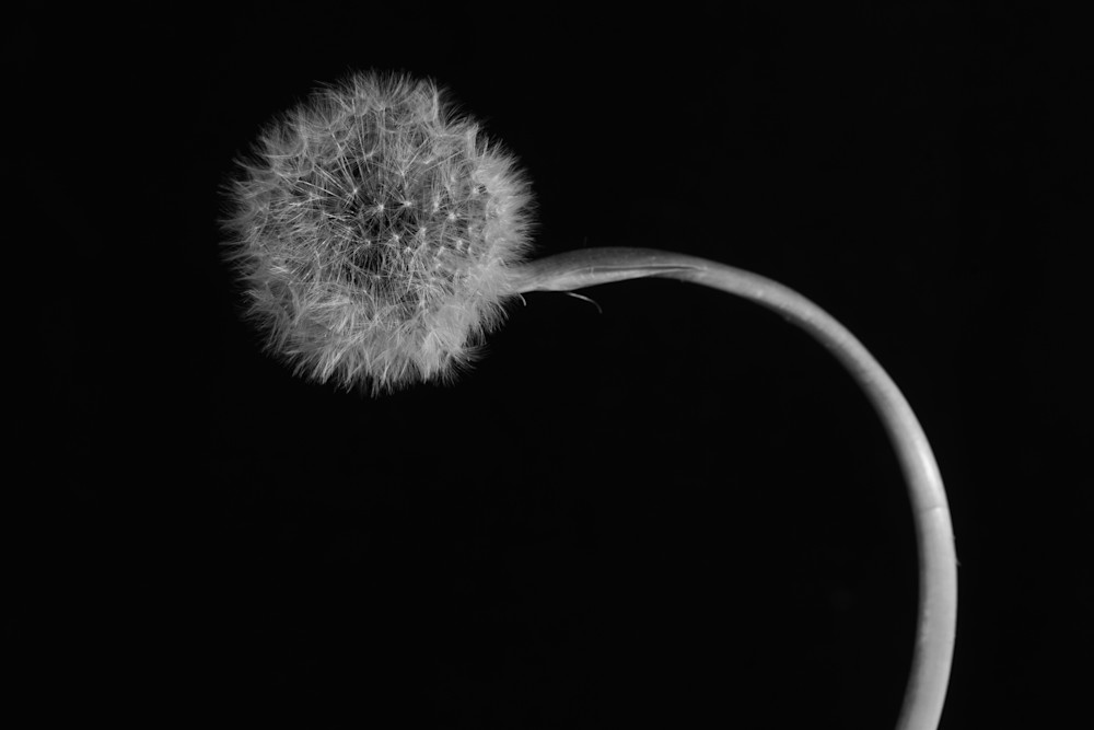Tom Weager Photography - Bent dandelion