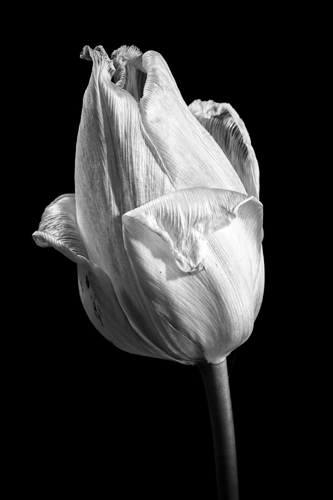 Tom Weager Photography - A close up of a White Tulip 
