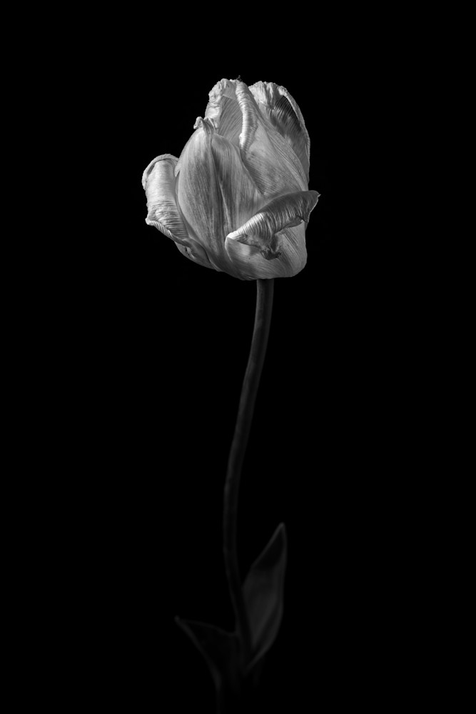 Tom Weager Photography - White Tulip