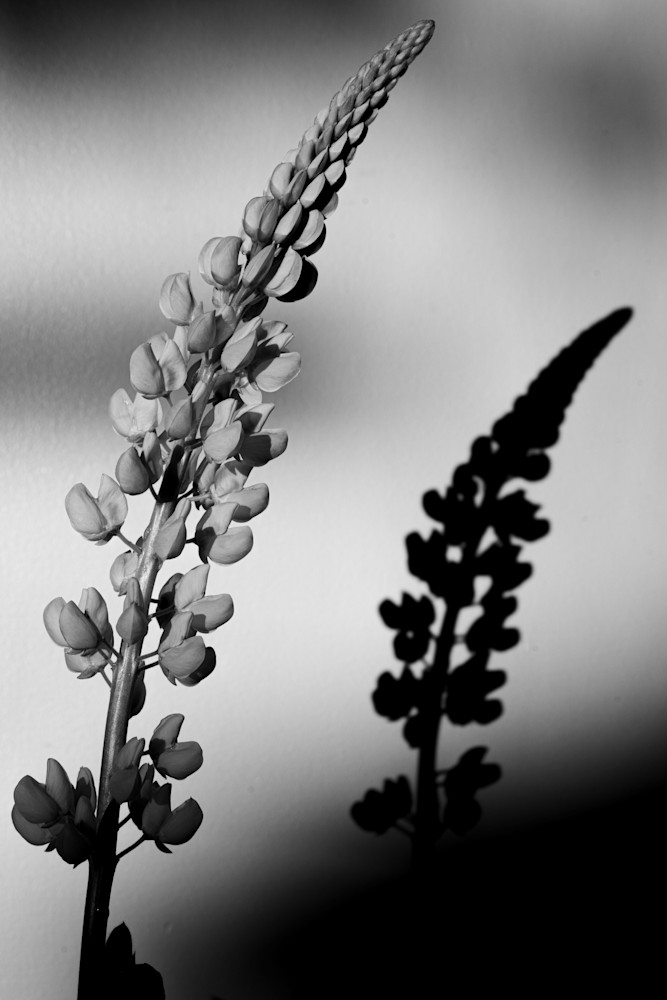 Tom Weager Photography - White Lupin