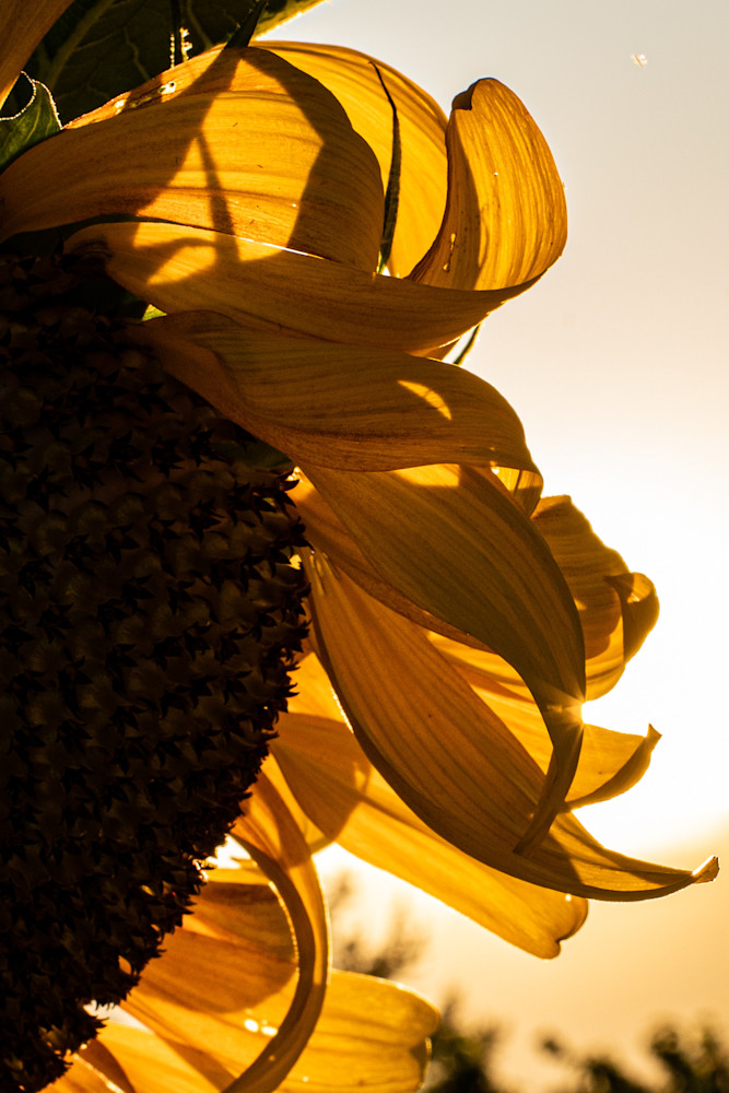 Tom Weager Photography - Sunflower Petals