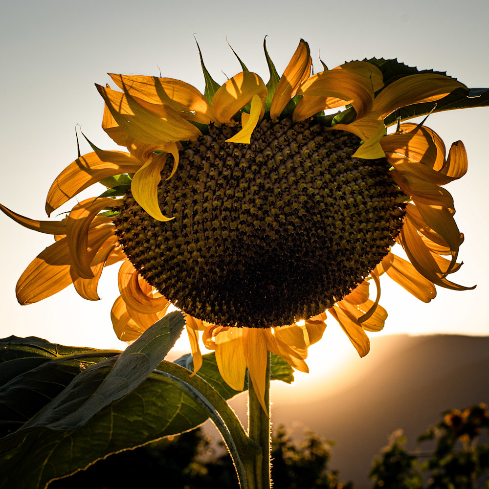 Tom Weager Photography - Sunflower