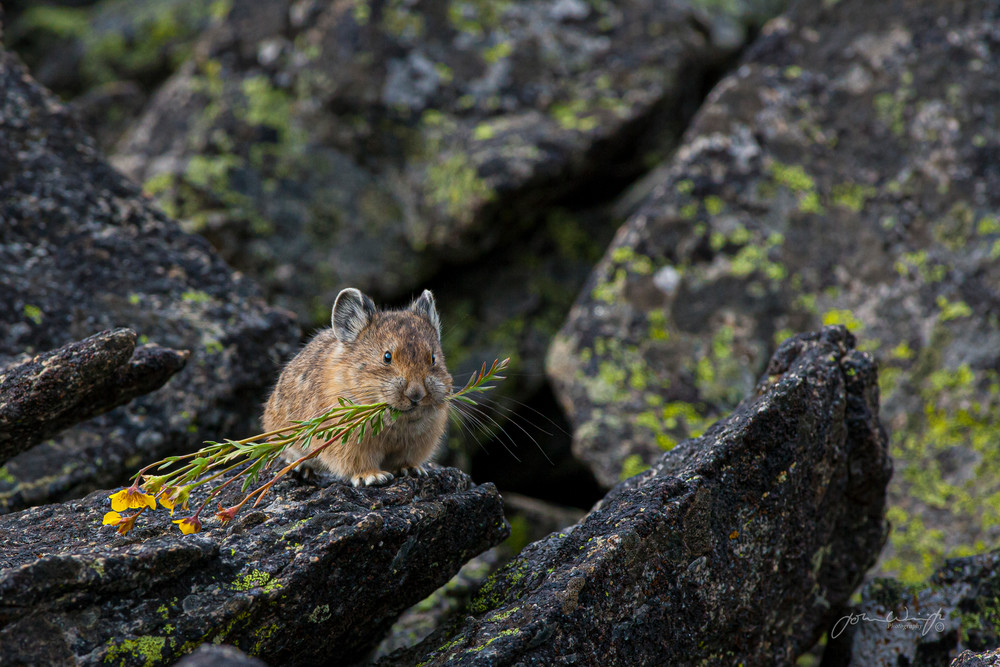 Pika gathering hay for winter on the Beartooth Plateau, Wyoming.